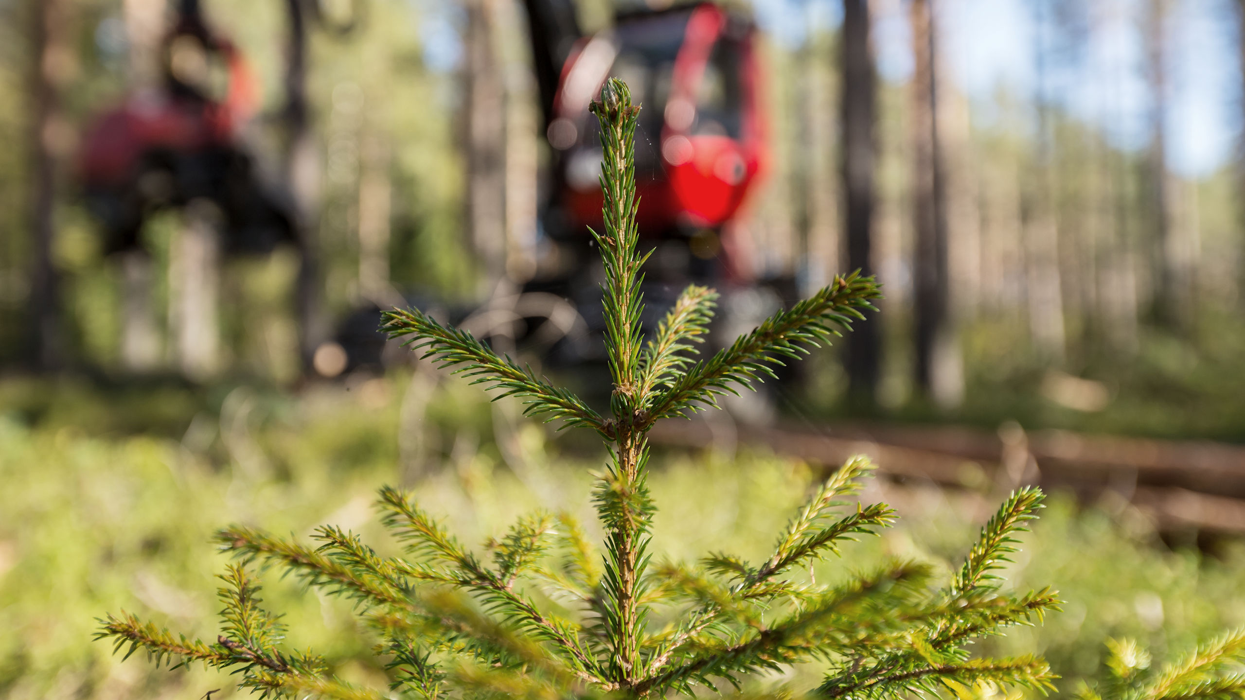 Harvesteri metsässä