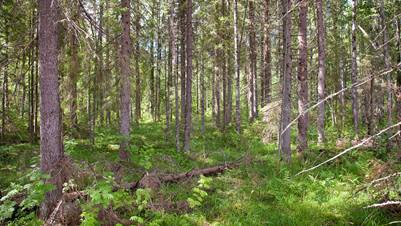 Harvennettavaa metsää