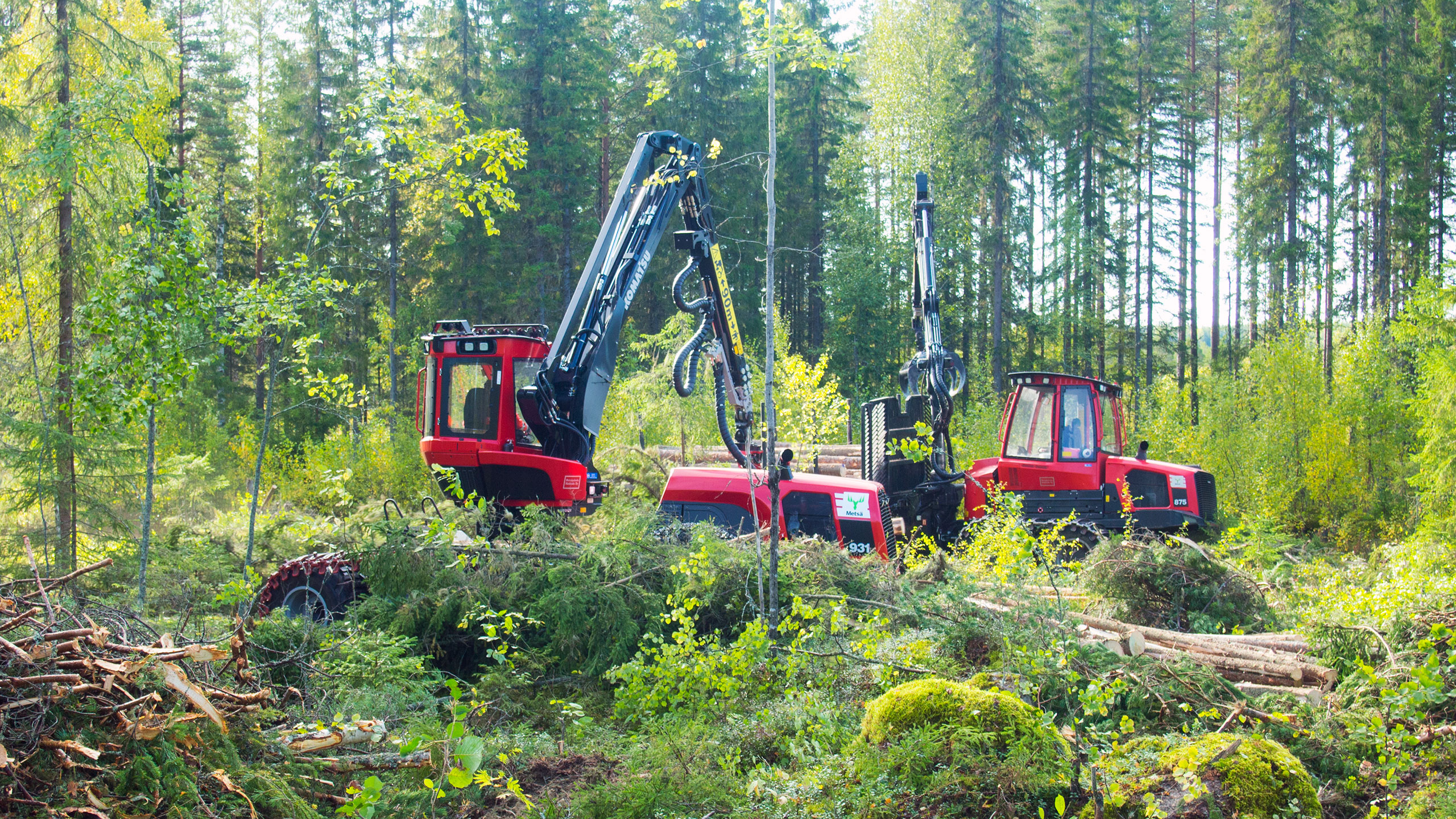 Työnäytöskohde oli aikoinaan myrskyjen riepottelemiksi jääneet metsikkökuviot