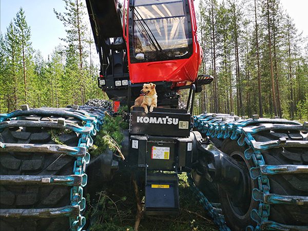 Komatsu-koira Uuno nauttii kesäpäivästä leimikolla. Hän pitää työkoneista ja kiipeää ihan itse mielellään ihan hyttiin asti, tai ainakin porrastasanteelle köllöttelemään. Rasmus Rautio